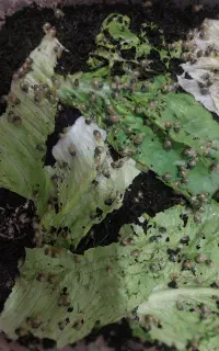 حلزون از بچه تا بزرگ