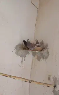 نر سرخ خال سیاه