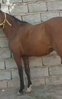 فروش مادیون