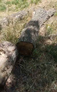 خرید انواع چوب خشک و تر