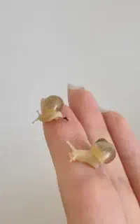 جوجه حلزون یک ماهه