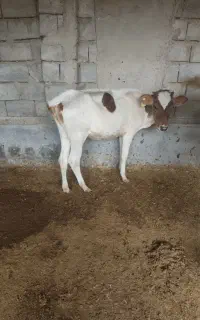 گوساله ماده دورگ