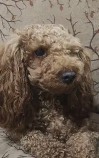 سگ خوشگلم