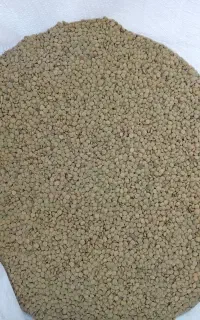 نخود و عدس زود پز و باکیفیت برداشت ۴ هفته پیش
