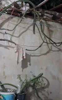 گل کاکتوس