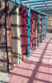 نیازمند راننده برای قالیشوی