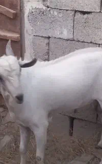 یک عدد نری داشتی به فروش می‌رسد