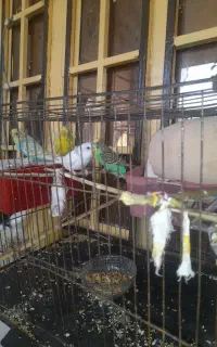 فروش مرغ عشق رمکان