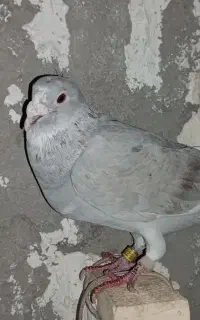 کبوتر