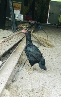 مرغ
