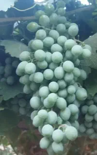 غوره انگور