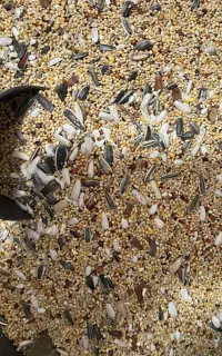 ارزانسرای بهشتی هفت تخم عروس ۱۲۸ هزارتومان