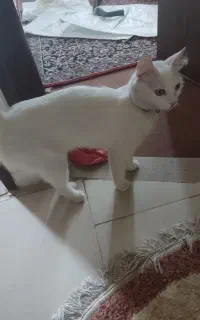 واگذاری گربه