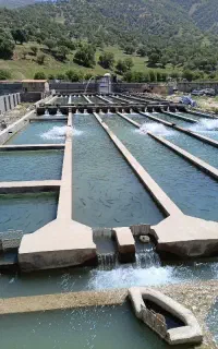 ماهی قزل