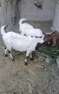 کاموری بز