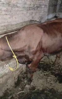 گوساله نر لیموزین هفت ماهه ، خوش خوراک