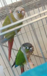 یک جفت گرینچیک