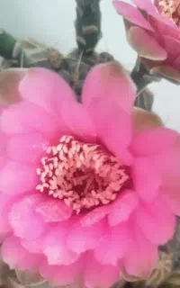 گل با گلدان سرامیکی 150 هزار تومان
