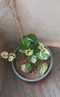 گل های طبیعی
