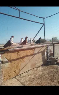 کبوتر
