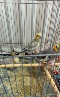 سه عدد عروس هلندی