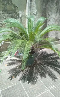 سیکاس ۱۵ ساله با گلدان