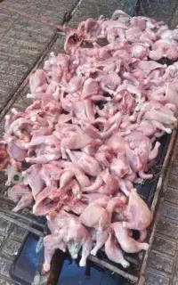تلفات مرغ غذای سگ