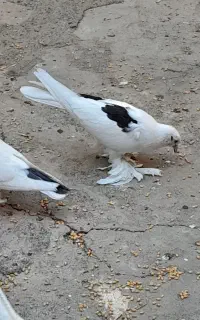 انواع کبوتر تهرانی، لوتی