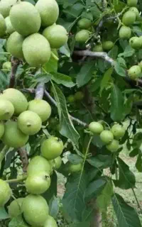 نهال گردو چندلراستاندارد با ریشه قوی و رشد تضمینی