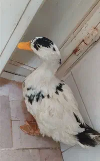 اردک زوج