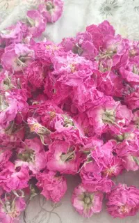 گل محمدی