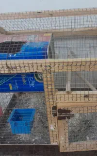 قفس چوبی. همراه لونه