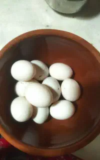 تخم کبوتر  یاکفتر تازه تازه  هر روز دارم