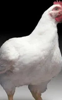 استخدام کارگر مرغداری گوشتی