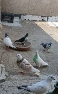 کبوتر