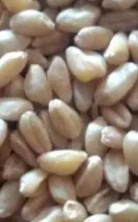 گندم آبی تمیز
