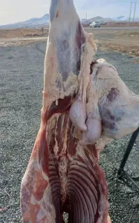 قصابی گوسفند و گاو