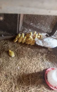 جوجه اردک اسراییلی سفید