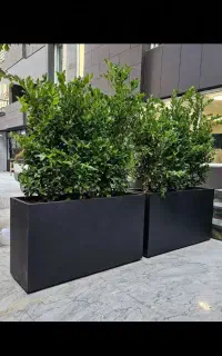 فلاح