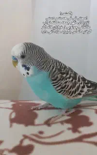 گمشده