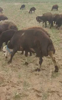 قوچ