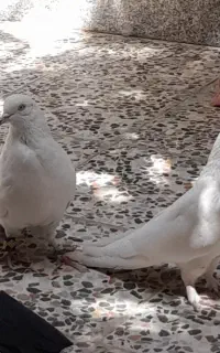 کبوتر سفید پر