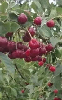 آلبالو محلی