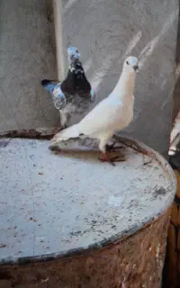 کبوتر  آس
