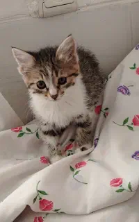 واگذاری گربه 2 ماهه