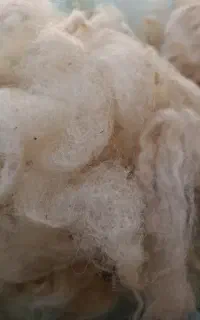 پشم گوسفند (آغ یون)