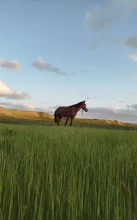 اسب