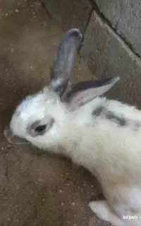 خرگوش