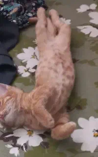 جستجو برای گربه ای به نام فندوق