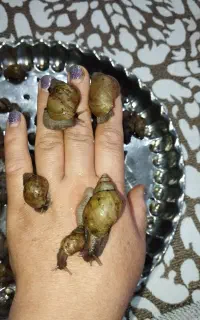 حلزون